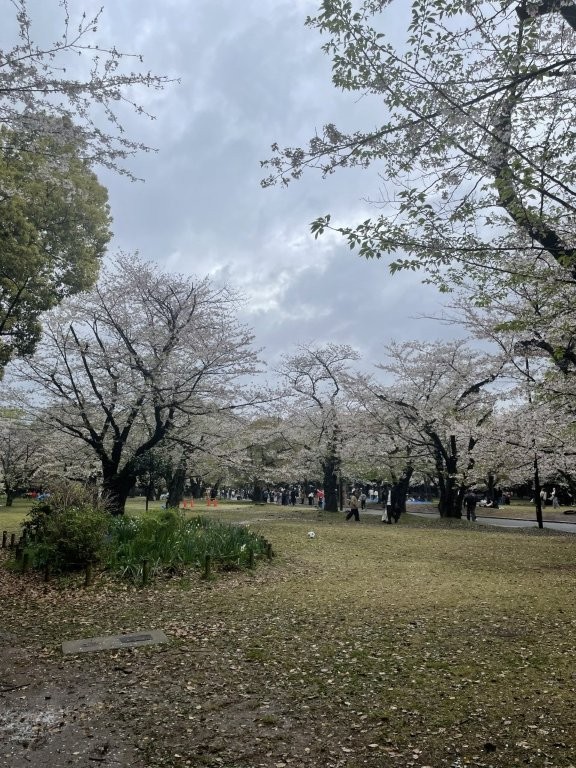 東京都渋谷区代々木公園の桜と花見風景(南青山での買取訪問時の季節感)